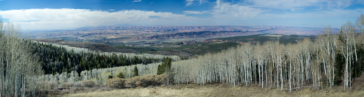 Aspens in the La Sal Mountains, Utah